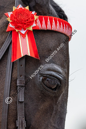 The Agria Royal International Horse Show