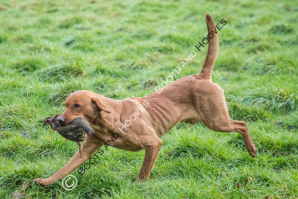 Dines Hall Game Shoot. 23/01/2019 ~ MANDATORY Credit Nick Gunn/Bootsandhooves - NO UNAUTHORISED USE - 07745 909676