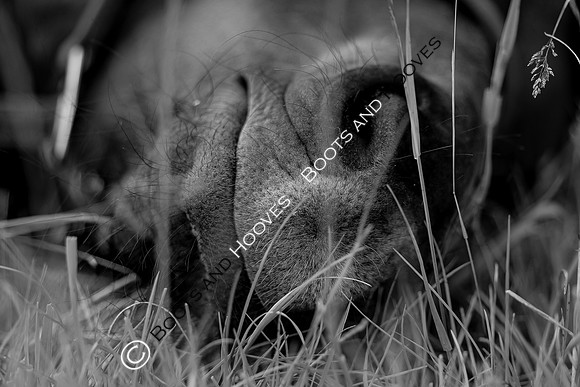 June 2022 ~MANDATORY Credit Elli Birch/Bootsandhooves- NO UNAUTHORISED USE - 07745909676