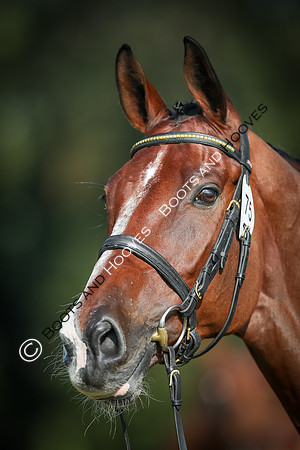 Blenheim Palace International Horse Trials