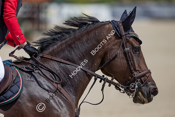 FEI Junior European Championship Young Riders, Juniors & Childre