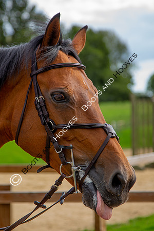 Science Supplements All England Jumping Championships