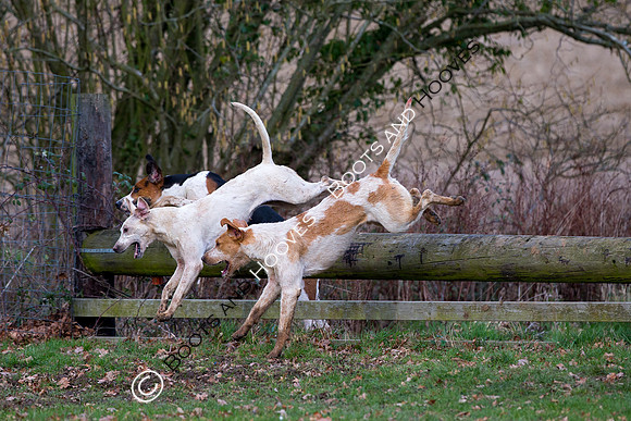 East Essex Hunt. Ladies Day. 29/01/2019 ~ MANDATORY Credit Elli Birch/Bootsandhooves - NO UNAUTHORISED USE - 07745 909676