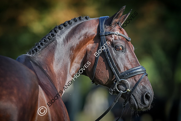 Blenheim Palace International Horse Trials