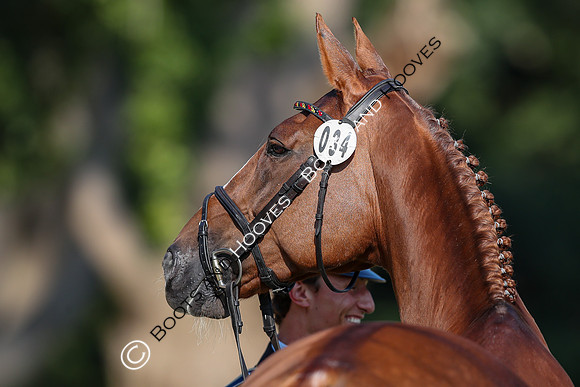 Blenheim Palace International Horse Trials