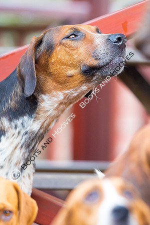 essex Hunt. Easton Harriers. Hunting. ~ MANDATORY Credit Elli Birch/Bootsandhooves - NO UNAUTHORISED USE - 07745 909676
