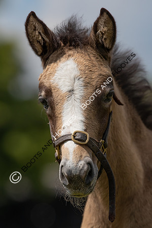 June 2022 ~MANDATORY Credit Elli Birch/Bootsandhooves- NO UNAUTHORISED USE - 07745909676