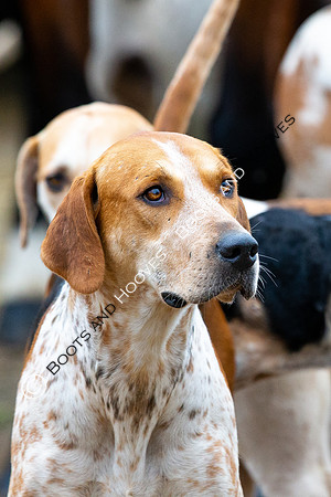 The Ledbury Hunt