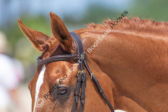 FEI Junior European Championship Young Riders, Juniors & Childre