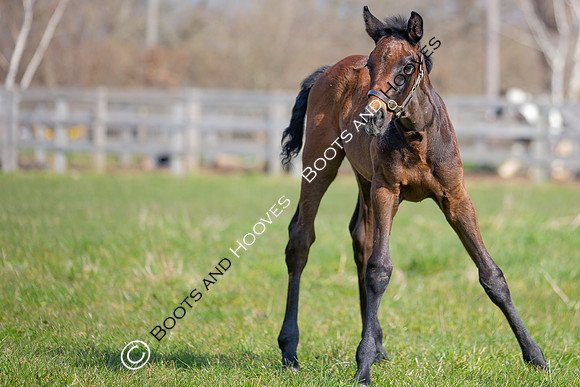 ~ MANDATORY Credit Elli Birch/Bootsandhooves- NO UNAUTHORISED USE - 07745909676