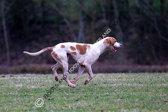 The Ledbury Hunt