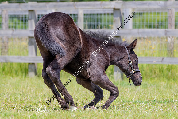 June 2022 ~MANDATORY Credit Elli Birch/Bootsandhooves- NO UNAUTHORISED USE - 07745909676