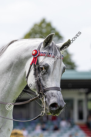 The Agria Royal International Horse Show