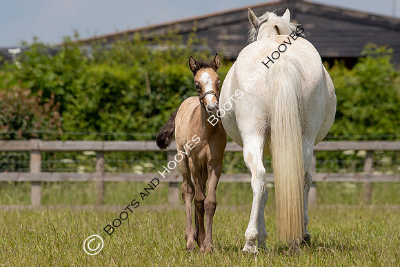June 2022 ~MANDATORY Credit Elli Birch/Bootsandhooves- NO UNAUTHORISED USE - 07745909676