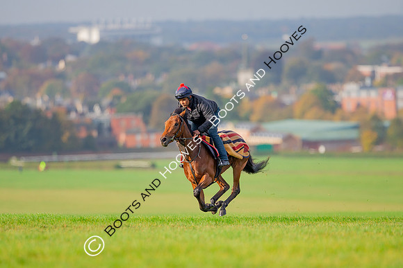 Newmarket