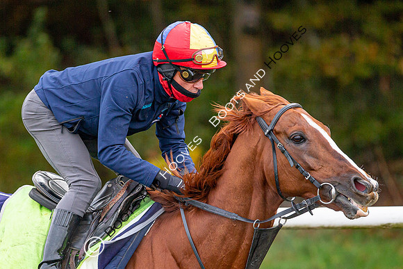 Newmarket