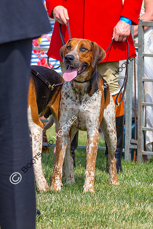 Festival of Hunting