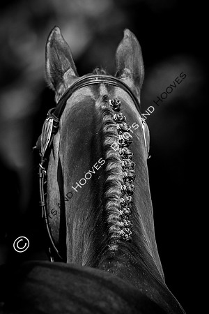Blenheim Palace International Horse Trials