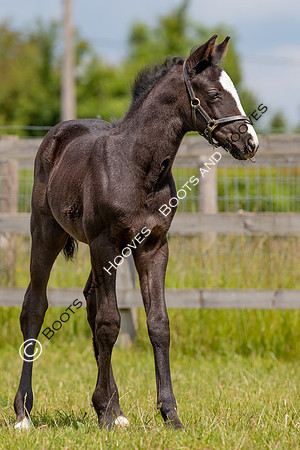 June 2022 ~MANDATORY Credit Elli Birch/Bootsandhooves- NO UNAUTHORISED USE - 07745909676