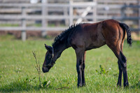 ~ MANDATORY Credit Elli Birch/Bootsandhooves- NO UNAUTHORISED USE - 07745909676