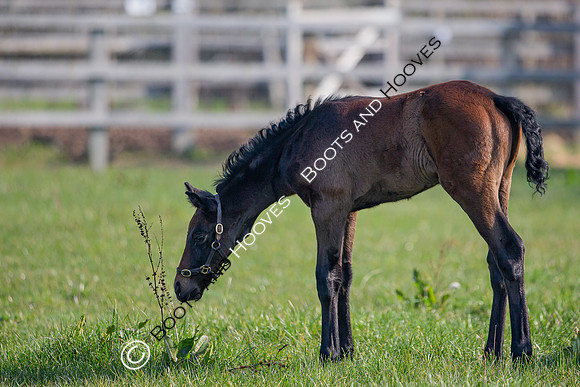 ~ MANDATORY Credit Elli Birch/Bootsandhooves- NO UNAUTHORISED USE - 07745909676