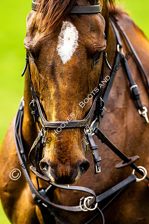Hunt Ride