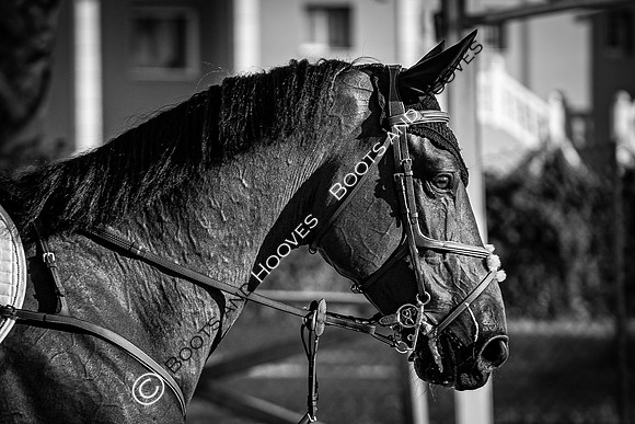 FEI Junior European Championship Young Riders, Juniors & Childre