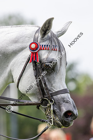 The Agria Royal International Horse Show