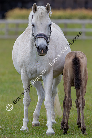 June 2022 ~MANDATORY Credit Elli Birch/Bootsandhooves- NO UNAUTHORISED USE - 07745909676