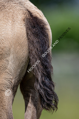 June 2022 ~MANDATORY Credit Elli Birch/Bootsandhooves- NO UNAUTHORISED USE - 07745909676