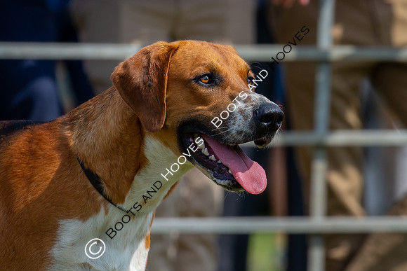 Festival of Hunting