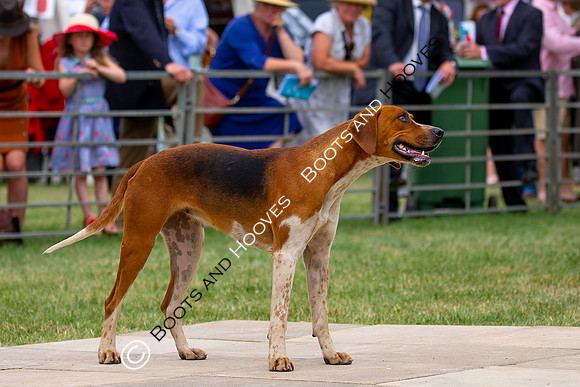 Festival of Hunting