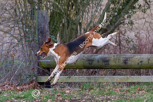 East Essex Hunt. Ladies Day. 29/01/2019 ~ MANDATORY Credit Elli Birch/Bootsandhooves - NO UNAUTHORISED USE - 07745 909676
