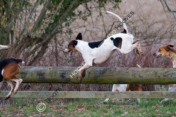 East Essex Hunt. Ladies Day. 29/01/2019 ~ MANDATORY Credit Elli Birch/Bootsandhooves - NO UNAUTHORISED USE - 07745 909676