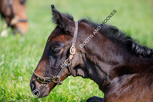 ~ MANDATORY Credit Elli Birch/Bootsandhooves- NO UNAUTHORISED USE - 07745909676