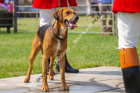 Festival of Hunting