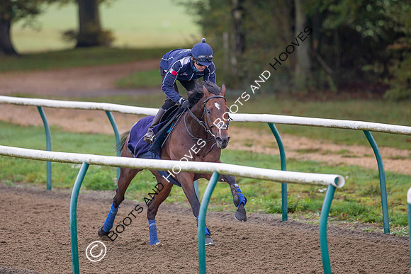 Newmarket