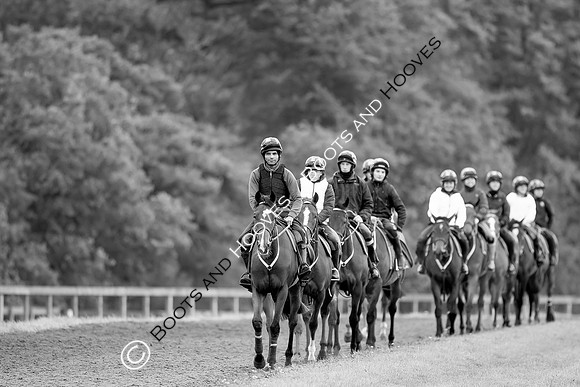 Newmarket