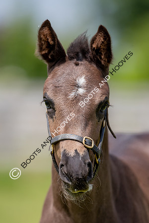 June 2022 ~MANDATORY Credit Elli Birch/Bootsandhooves- NO UNAUTHORISED USE - 07745909676