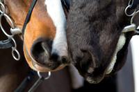 East Essex Hunt. Ladies Day. 29/01/2019 ~ MANDATORY Credit Elli Birch/Bootsandhooves - NO UNAUTHORISED USE - 07745 909676