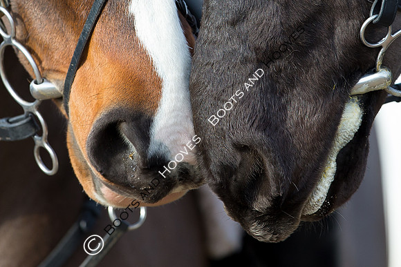 East Essex Hunt. Ladies Day. 29/01/2019 ~ MANDATORY Credit Elli Birch/Bootsandhooves - NO UNAUTHORISED USE - 07745 909676