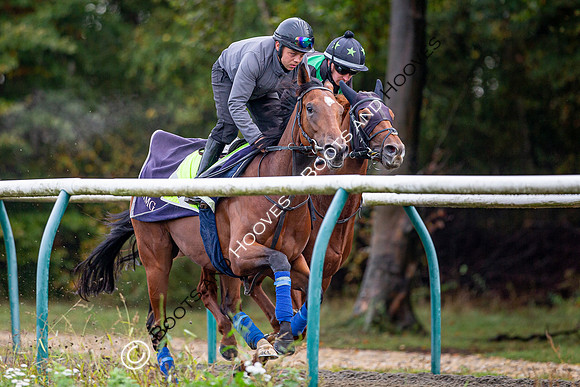Newmarket