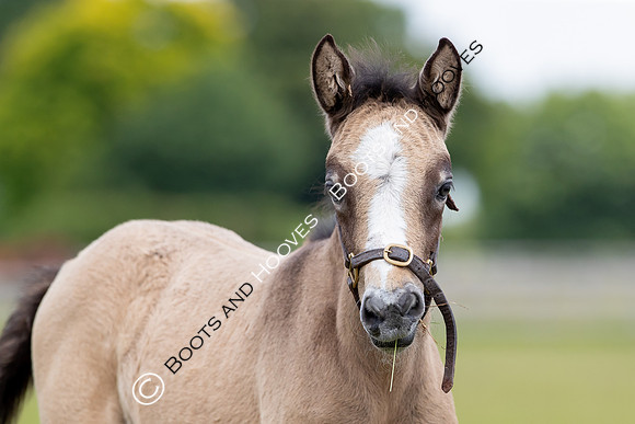 June 2022 ~MANDATORY Credit Elli Birch/Bootsandhooves- NO UNAUTHORISED USE - 07745909676