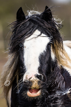 East Essex Hunt. Ladies Day. 29/01/2019 ~ MANDATORY Credit Elli Birch/Bootsandhooves - NO UNAUTHORISED USE - 07745 909676