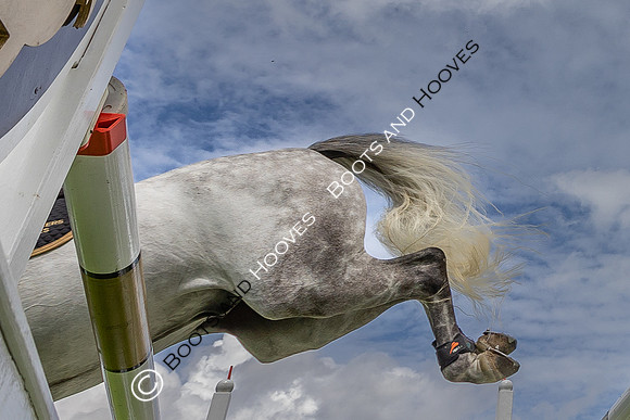 The Agria Royal International Horse Show