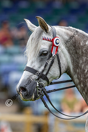 The Agria Royal International Horse Show