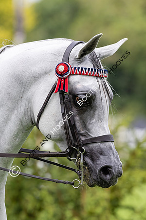 The Agria Royal International Horse Show