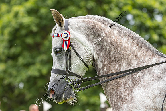 The Agria Royal International Horse Show
