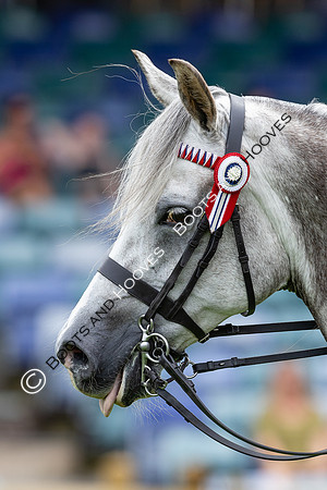 The Agria Royal International Horse Show