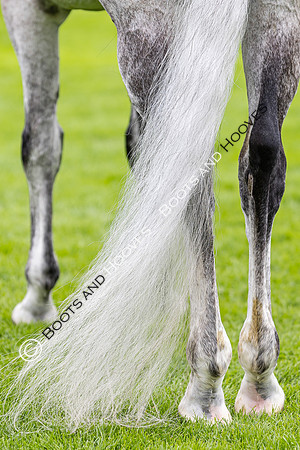 The Agria Royal International Horse Show